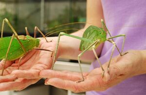 Giant Malaysian Katydid