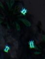 "Blue Gunk Planet Insect"
