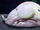 Blobfish