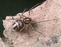 Brown Spitting Spider (Scytodes fusca)