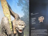 Pierolapithecus