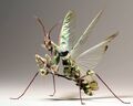 Devil's Flower Mantis (Idolomantis diabolica)