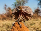 Frilled Lizard