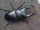 Japanese Stag Beetle