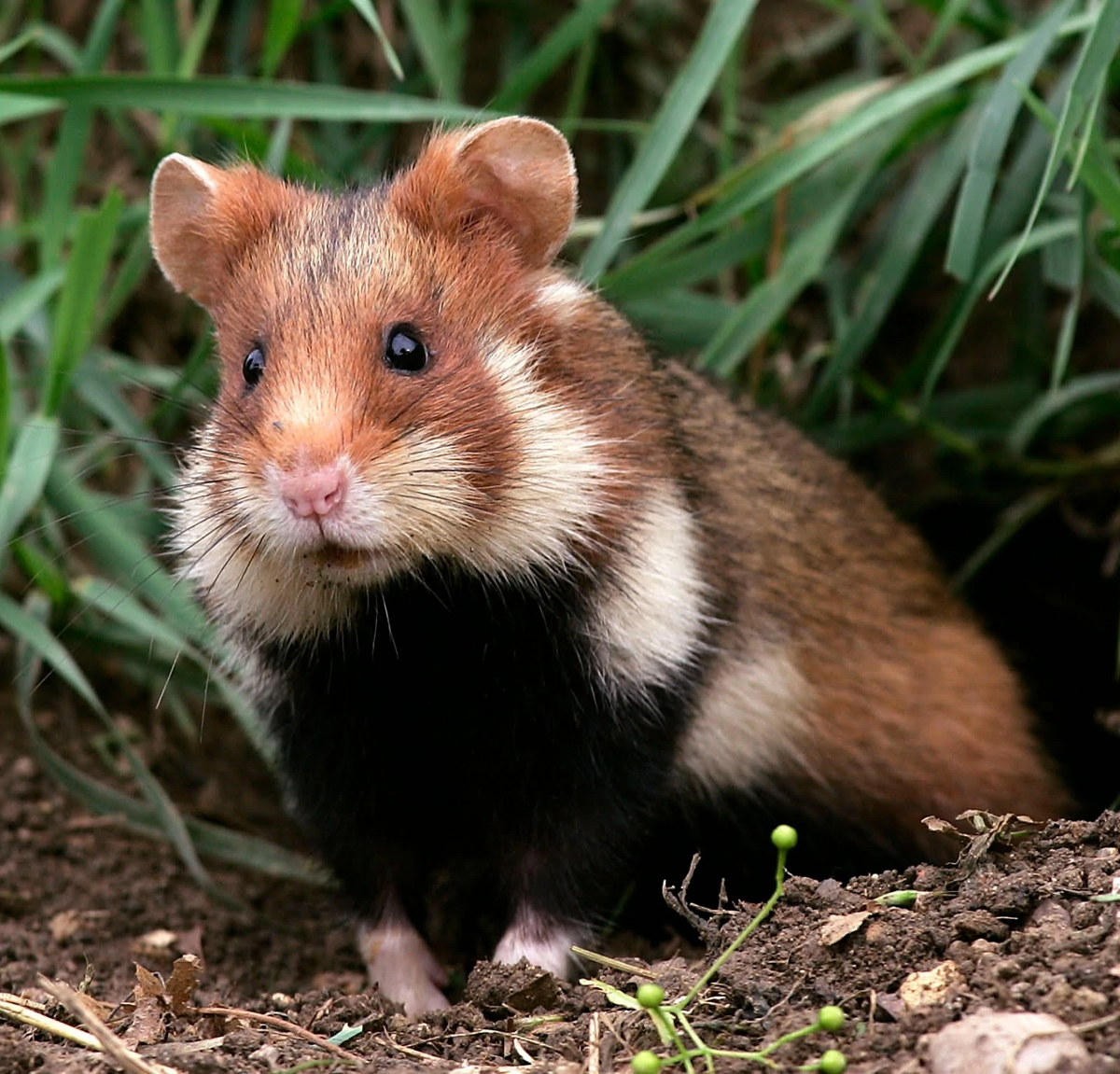 European hamster, All Species Wiki