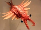 Anomalocaris