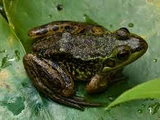 Mink frog