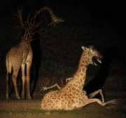 the female one is in the left