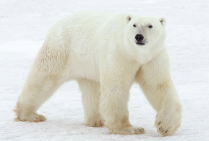 Polar bear on the ice.png