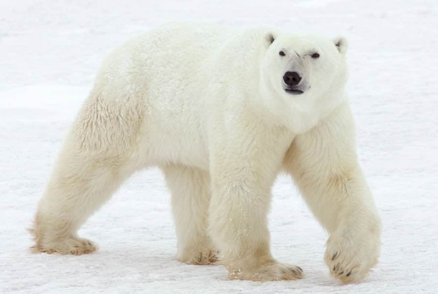 Not grizzly bears in white coats': Longer Arctic summers could push polar  bears to extinction