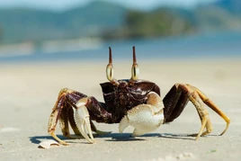 Horned Ghost Crab