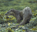 European Otter (Lutra lutra)