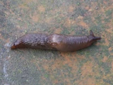 Marsh slug