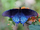 Pipevine swallowtail