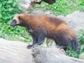 Wolverine (Gulo gulo)