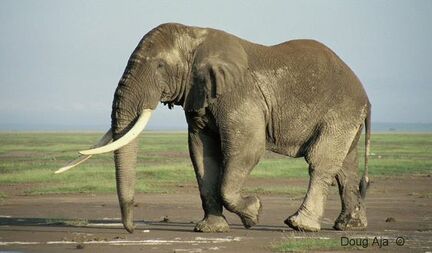 African Elephant 22 (1)