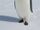 Emperor Penguin