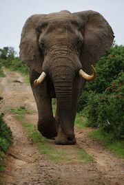 Images (9)