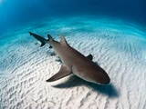 Lemon shark
