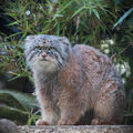 Pallas' Cat (Felis manul)