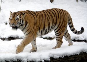 Can Bengal tigers live in the Arctic? - Tiger-Universe