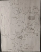 Crewmate anatomy.jpg (62 KB) A theory of what their anatomy looks like, drawn by User: Parker Green.