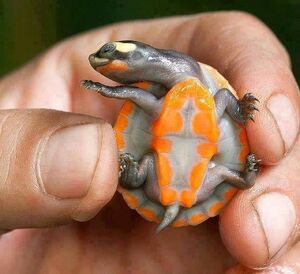 Red-bellied Short-necked Turtle | All Species Wiki | Fandom