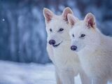 Dire Wolf