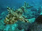 Tasselled wobbegong