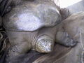 Yangtze Giant Softshell Turtle (Rafetus swinhoei)