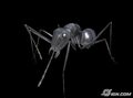 Black Terror Ant