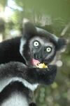 Indri 4