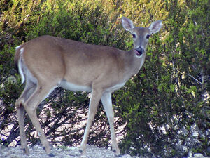 White-tailed deer | All Species Wiki | Fandom