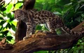 Margay (Leopardus wiedii)