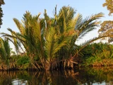 Nipa palm