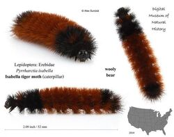 Isabella Tiger Caterpillar