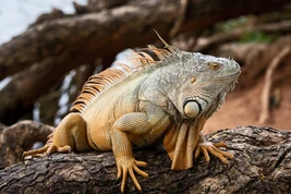 Orangeiguana