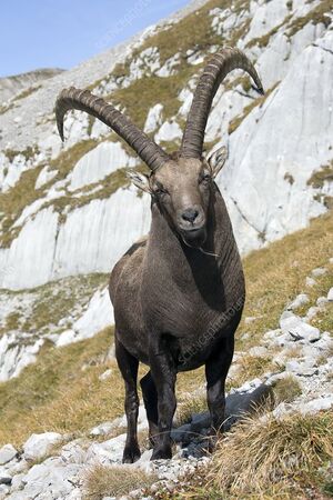 Alpine ibex.jpg