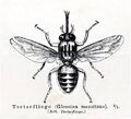 Tsetse fly (genus Glossina)