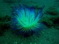 Cnid-anemone.jpeg (240 KB) Anthozoa