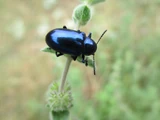 Blue milkweed beetle