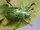 Glorious scarab beetle