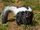 Striped skunk