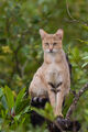 Jungle Cat (Felis chaus)