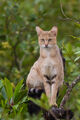 Jungle Cat (Felis chaus)