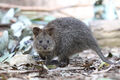 Quokka (Setonix brachyurus)