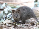 Quokka