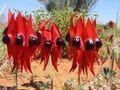 Sturt's Desert Pea (Swainsona formosa)