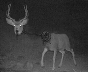 Unnatural Deer