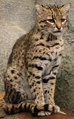 Geoffroy's Cat (Leopardus geoffroyi)